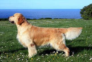 cachorros golden retriever